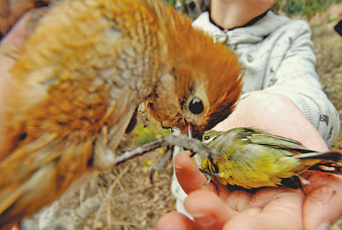 杭州西湖附近发现捕鸟网